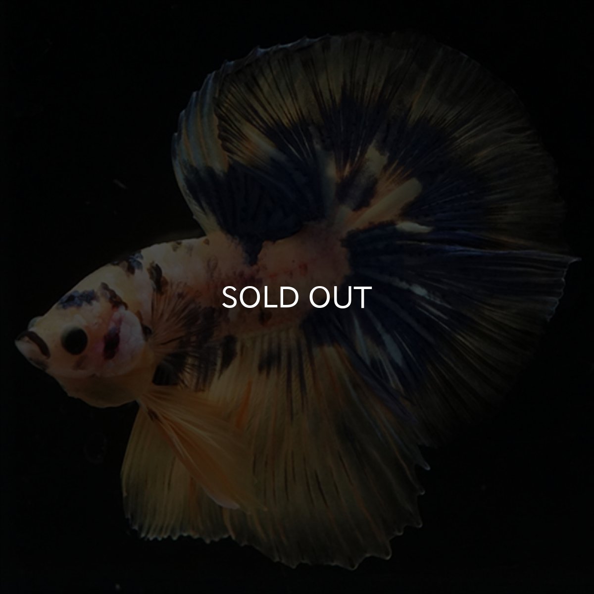 画像8: HM　イエロータイガー  (8)