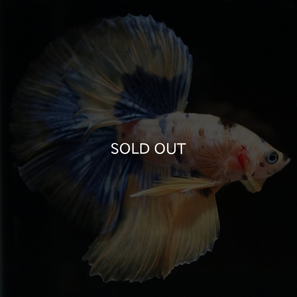 画像5: HM　イエロータイガー  (5)