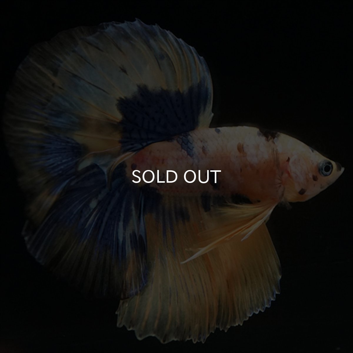 画像4: HM　イエロータイガー  (4)