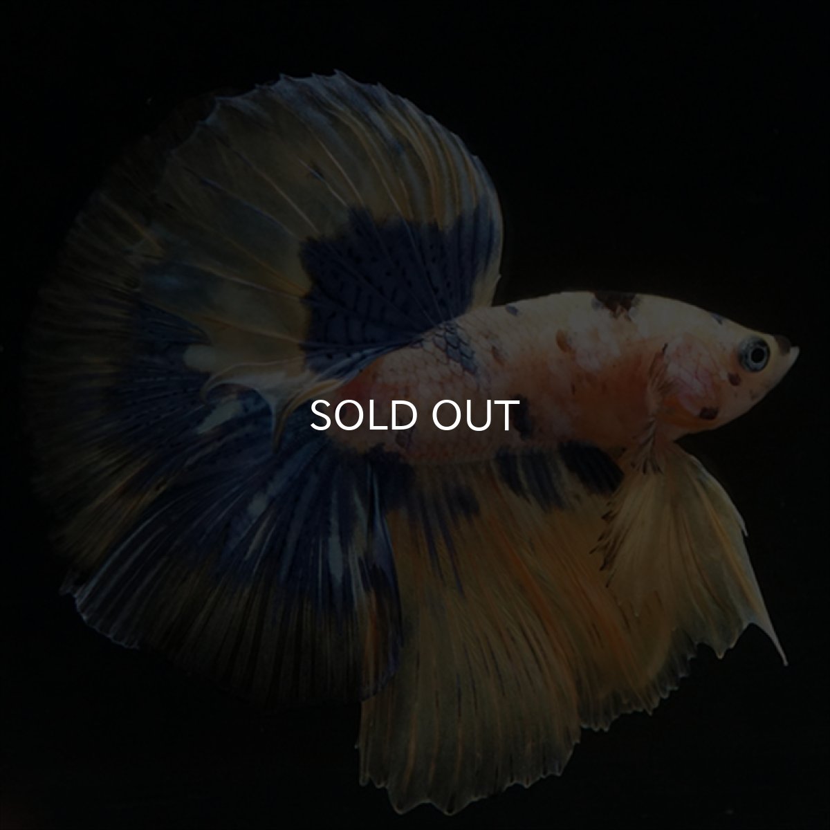 画像1: HM　イエロータイガー  (1)