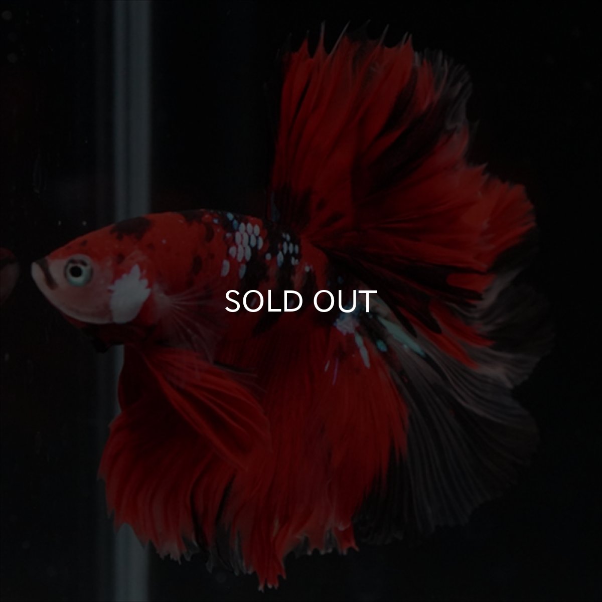 画像21: HM　鯉　ローズテール (21)