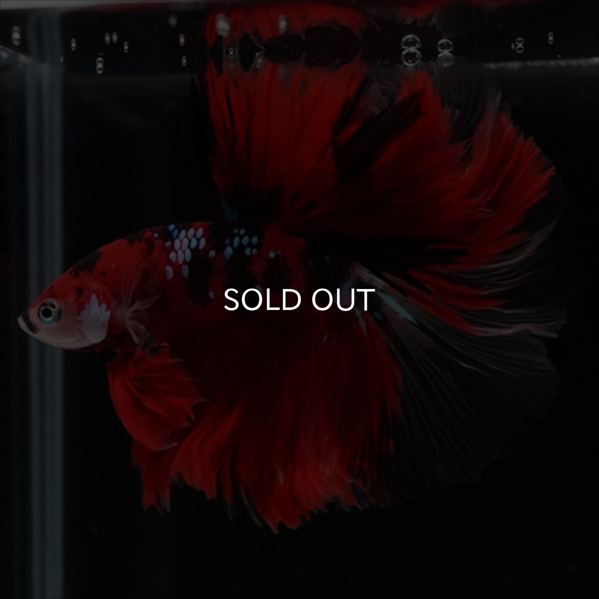 画像20: HM　鯉　ローズテール (20)