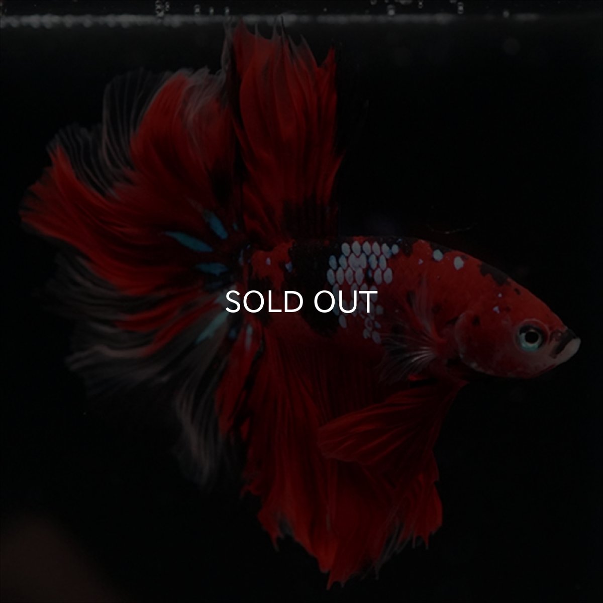 画像18: HM　鯉　ローズテール (18)