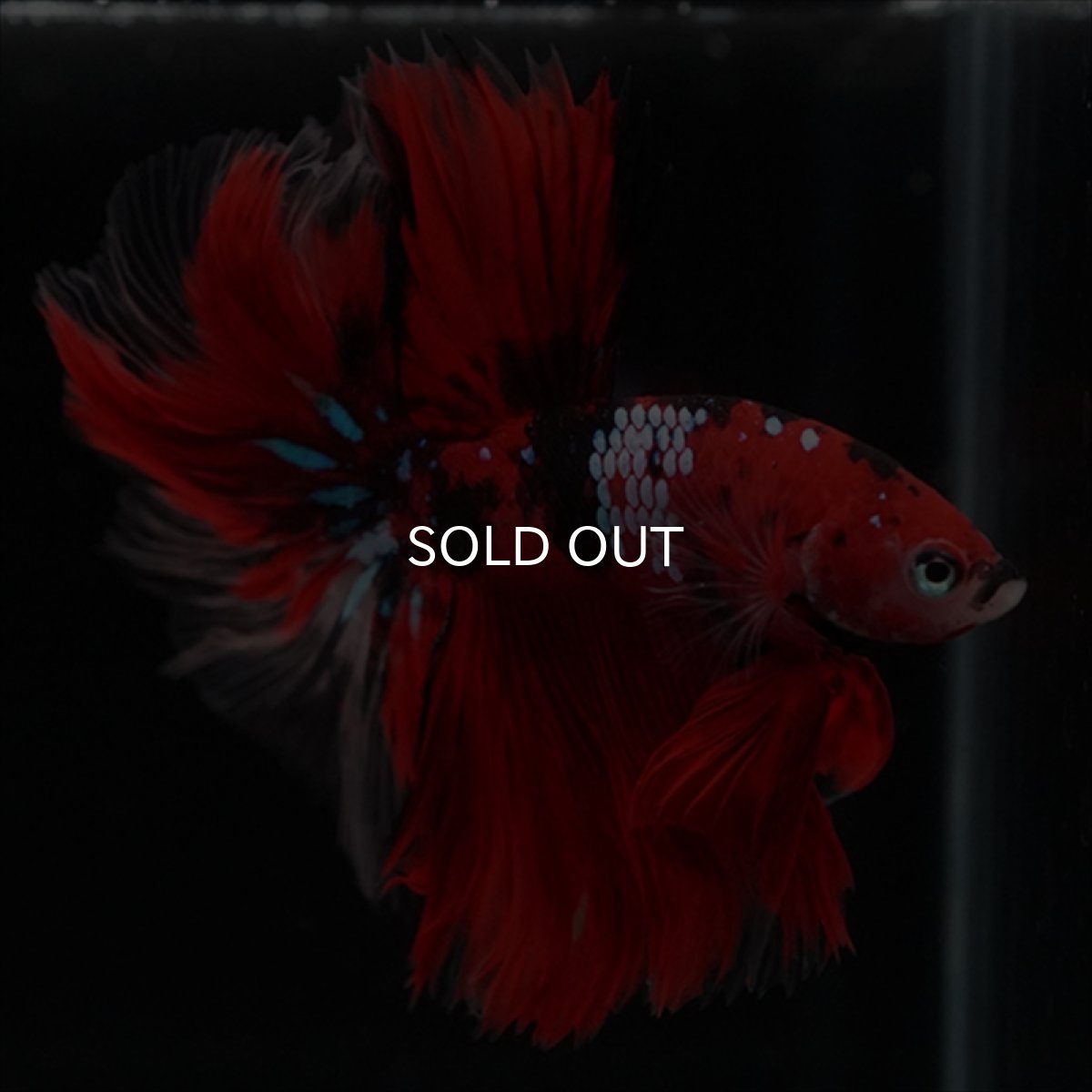 画像17: HM　鯉　ローズテール (17)