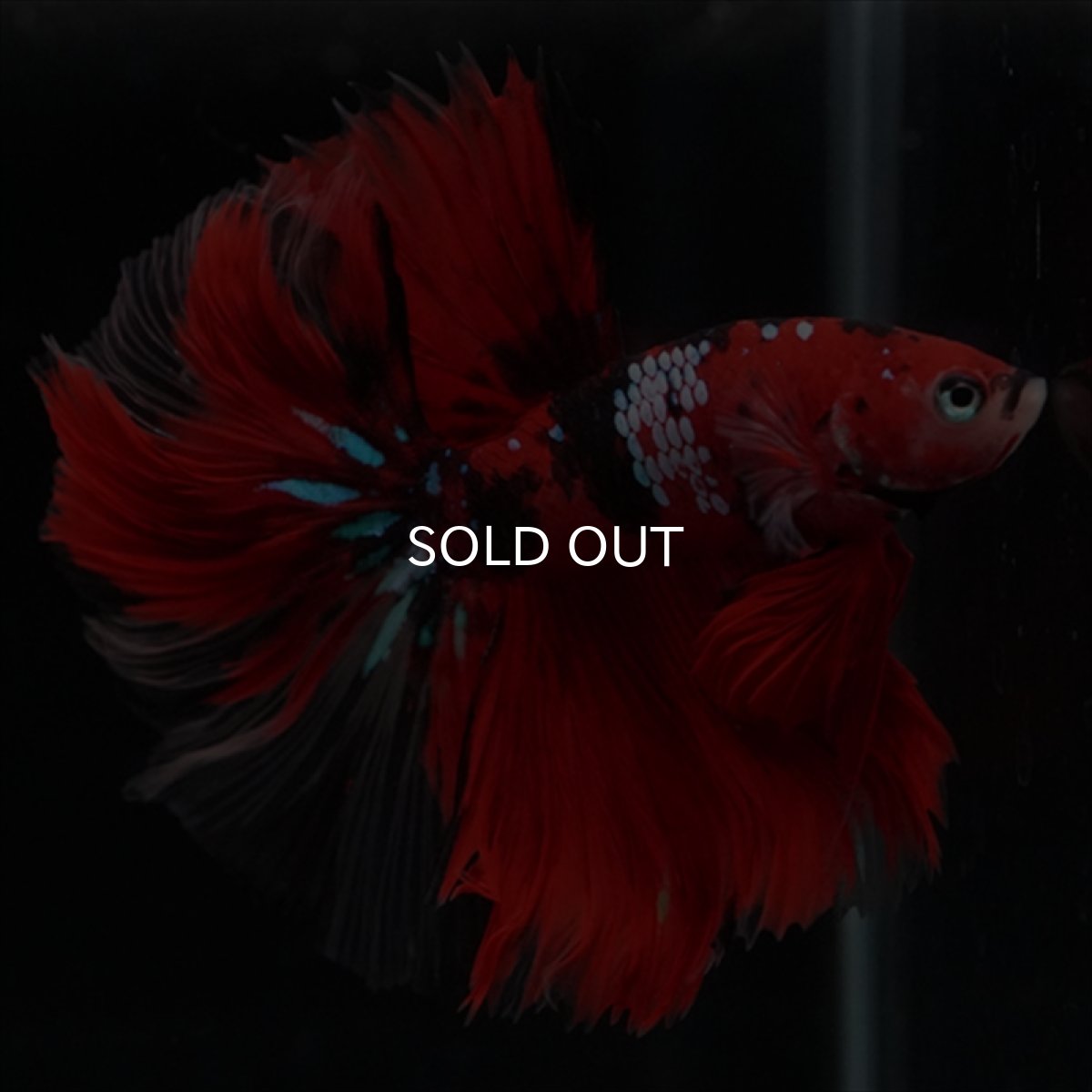 画像16: HM　鯉　ローズテール (16)