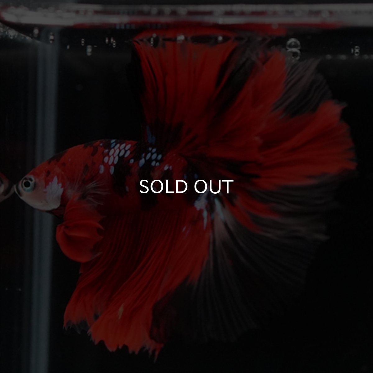 画像15: HM　鯉　ローズテール (15)