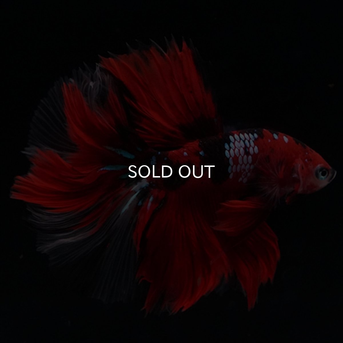 画像14: HM　鯉　ローズテール (14)