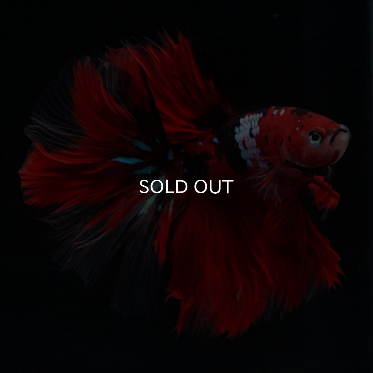 画像13: HM　鯉　ローズテール (13)