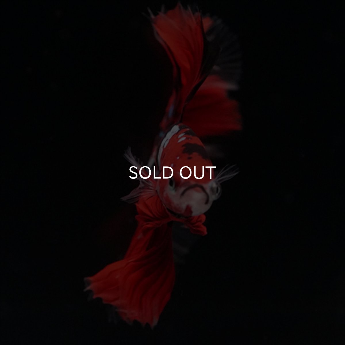 画像12: HM　鯉　ローズテール (12)