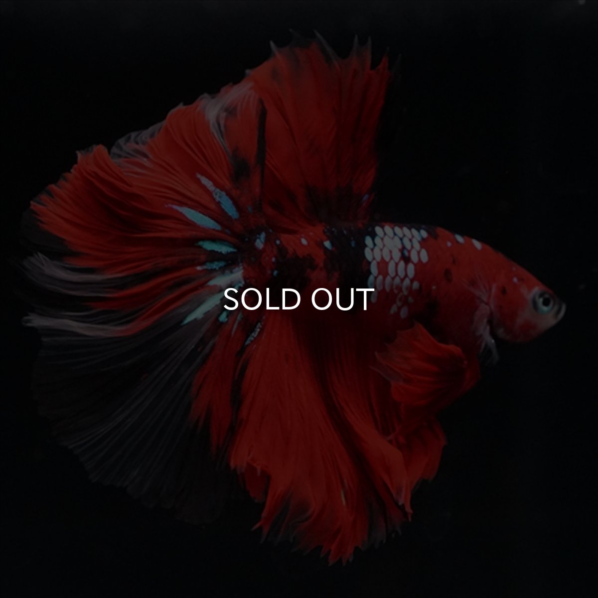 画像11: HM　鯉　ローズテール (11)