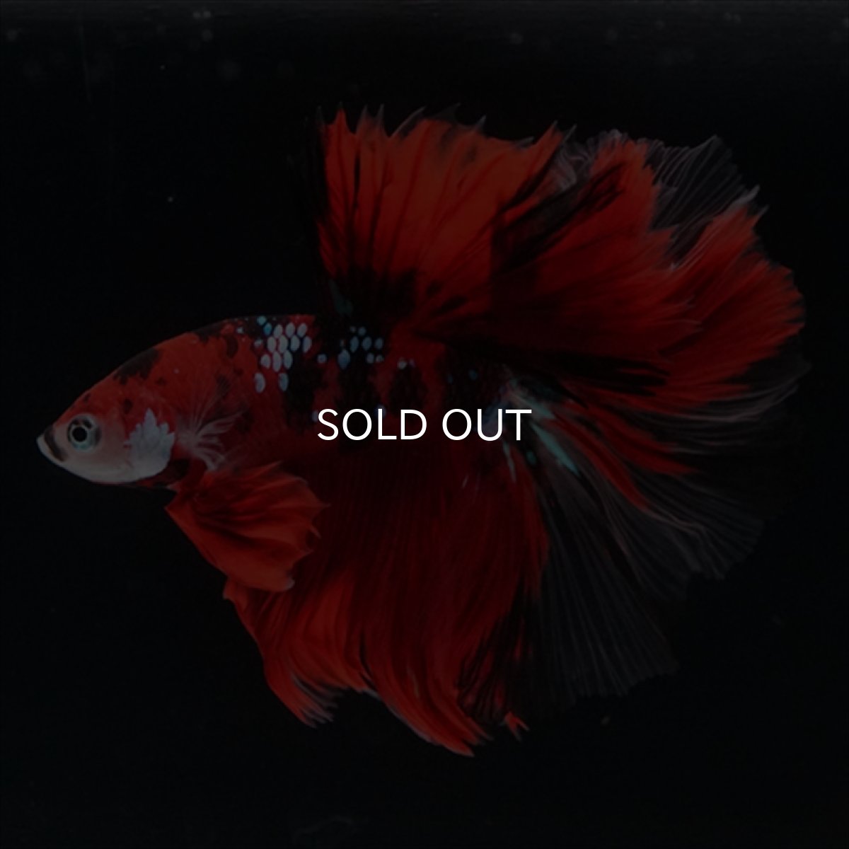 画像10: HM　鯉　ローズテール (10)