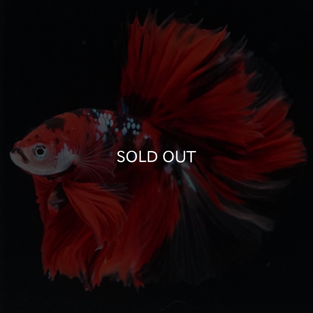 画像9: HM　鯉　ローズテール (9)