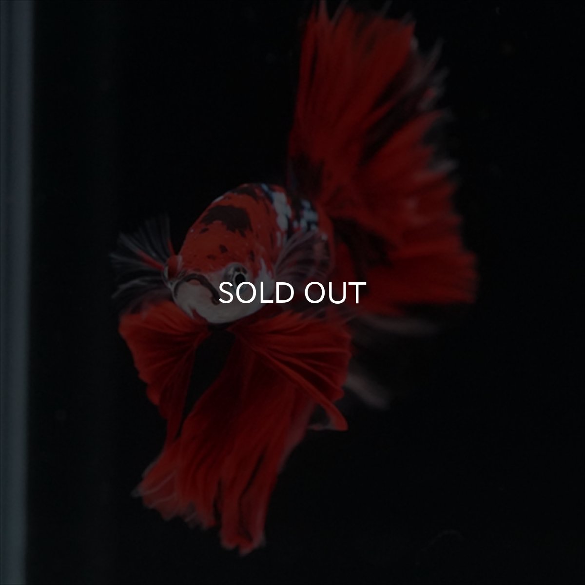 画像8: HM　鯉　ローズテール (8)