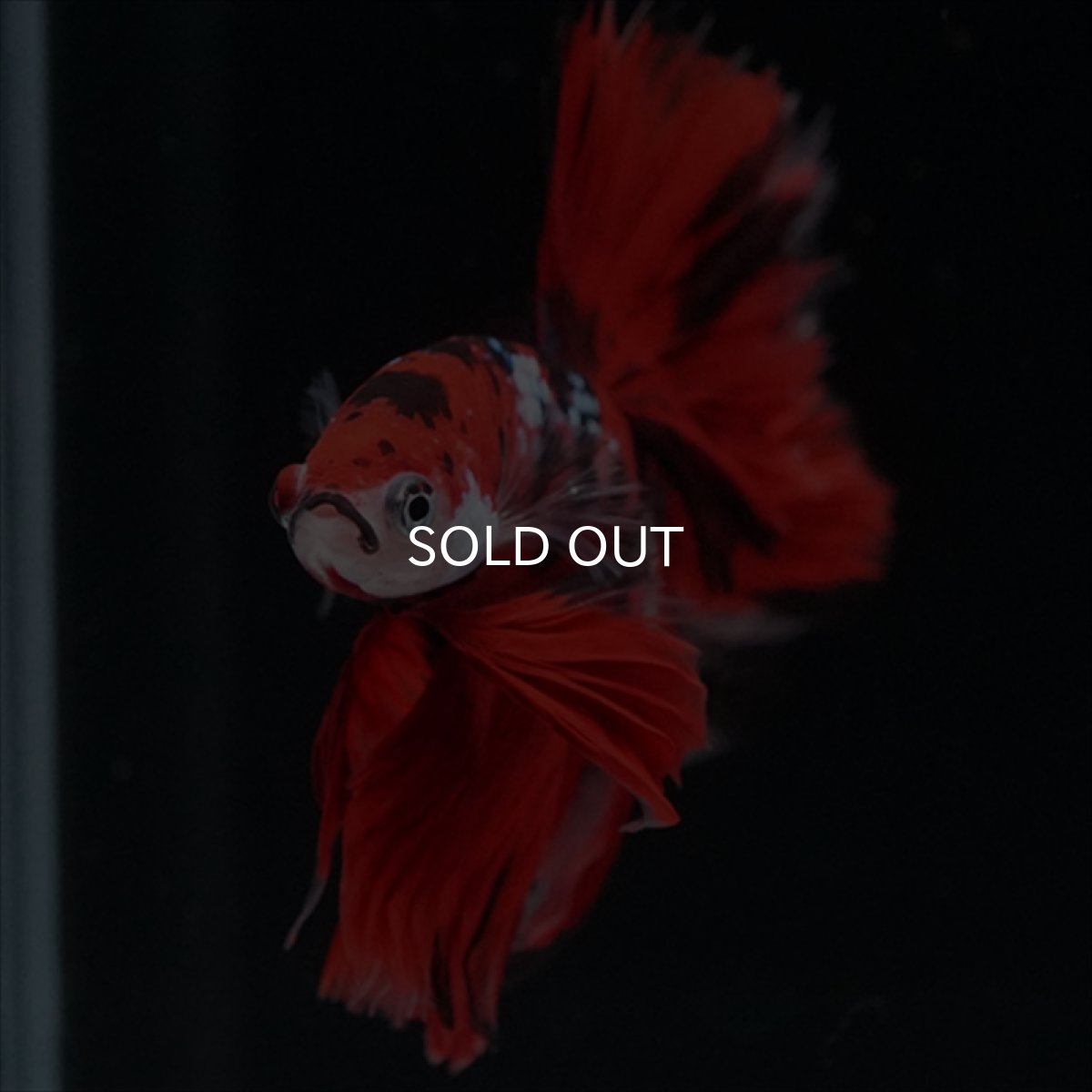 画像7: HM　鯉　ローズテール (7)