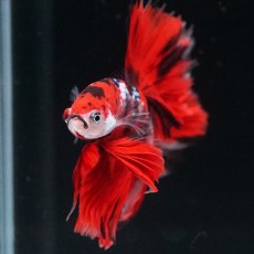 画像7: HM　鯉　ローズテール (7)