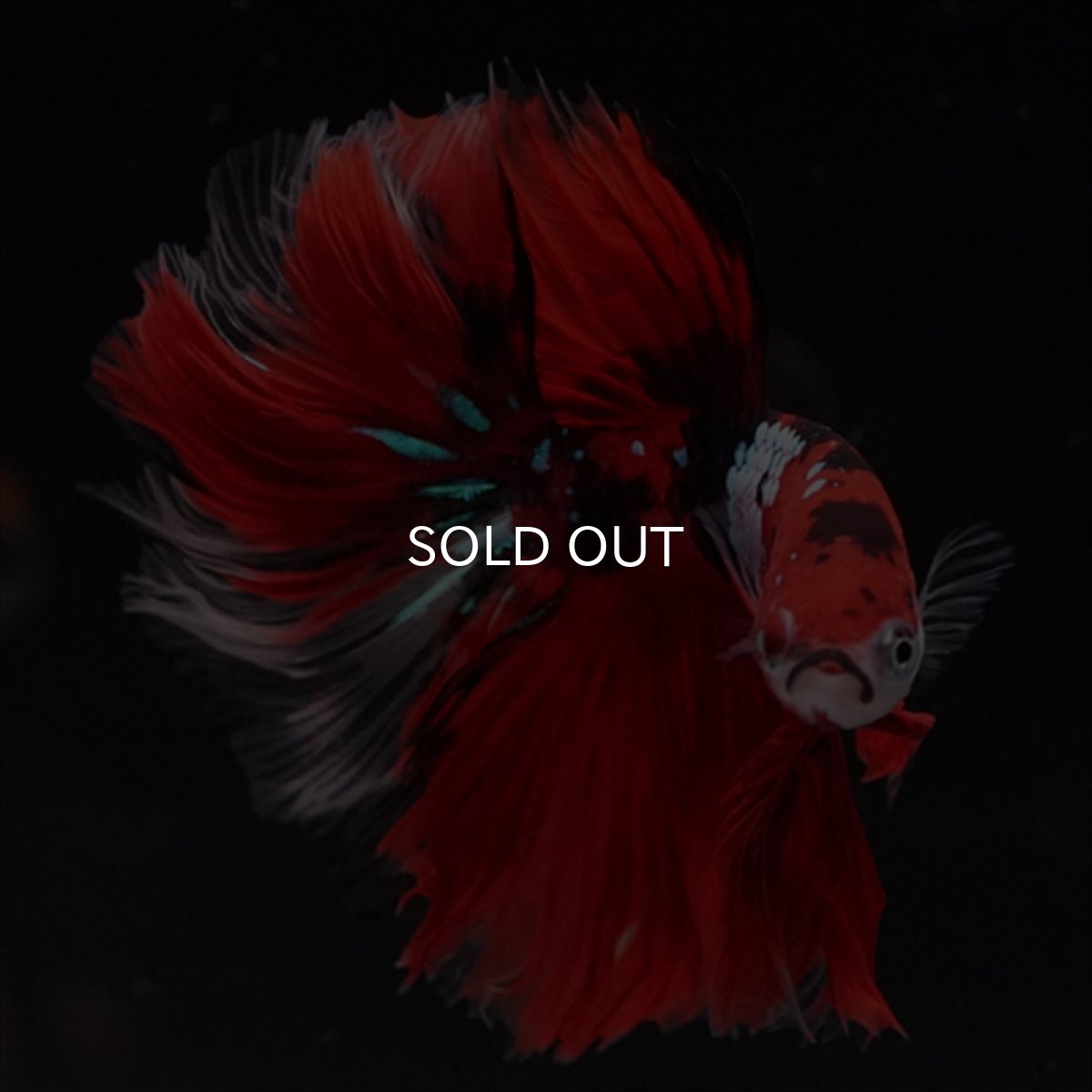 画像6: HM　鯉　ローズテール (6)