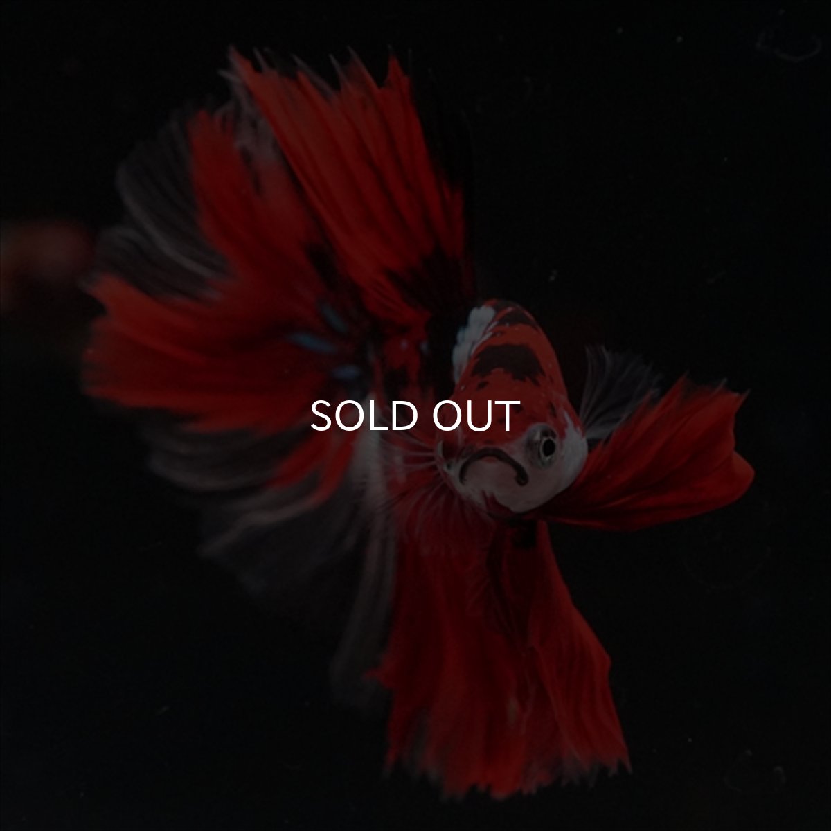 画像5: HM　鯉　ローズテール (5)