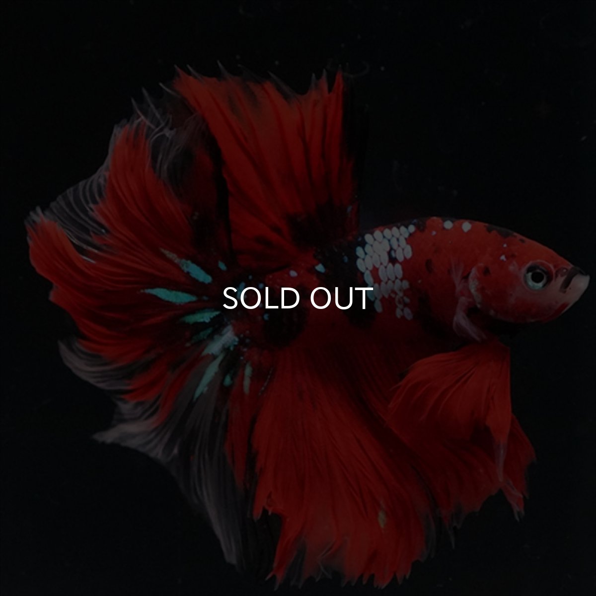 画像4: HM　鯉　ローズテール (4)