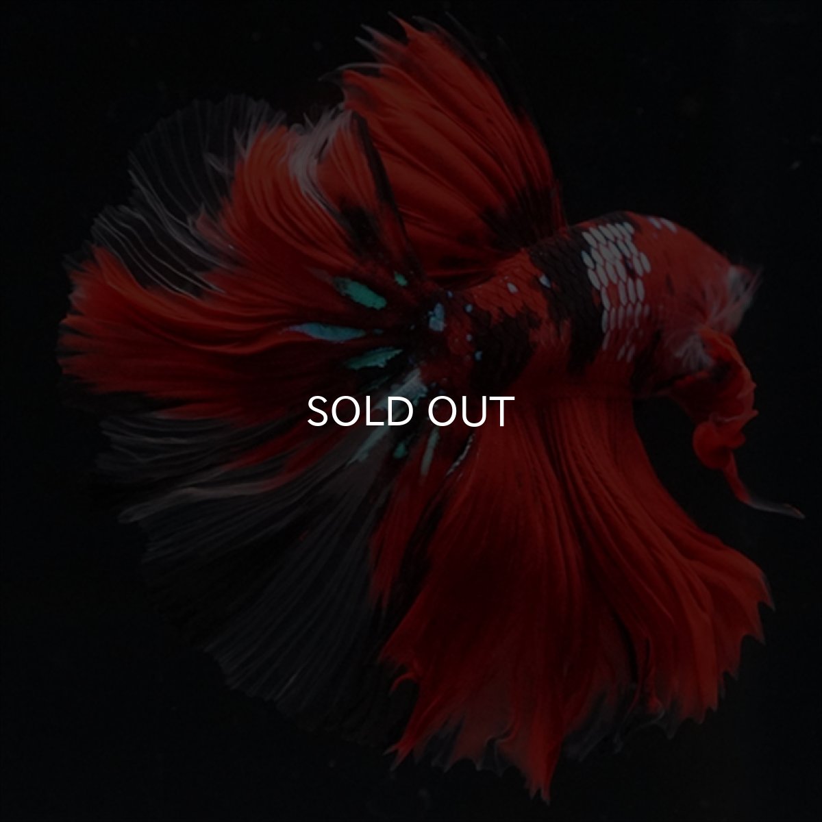 画像3: HM　鯉　ローズテール (3)