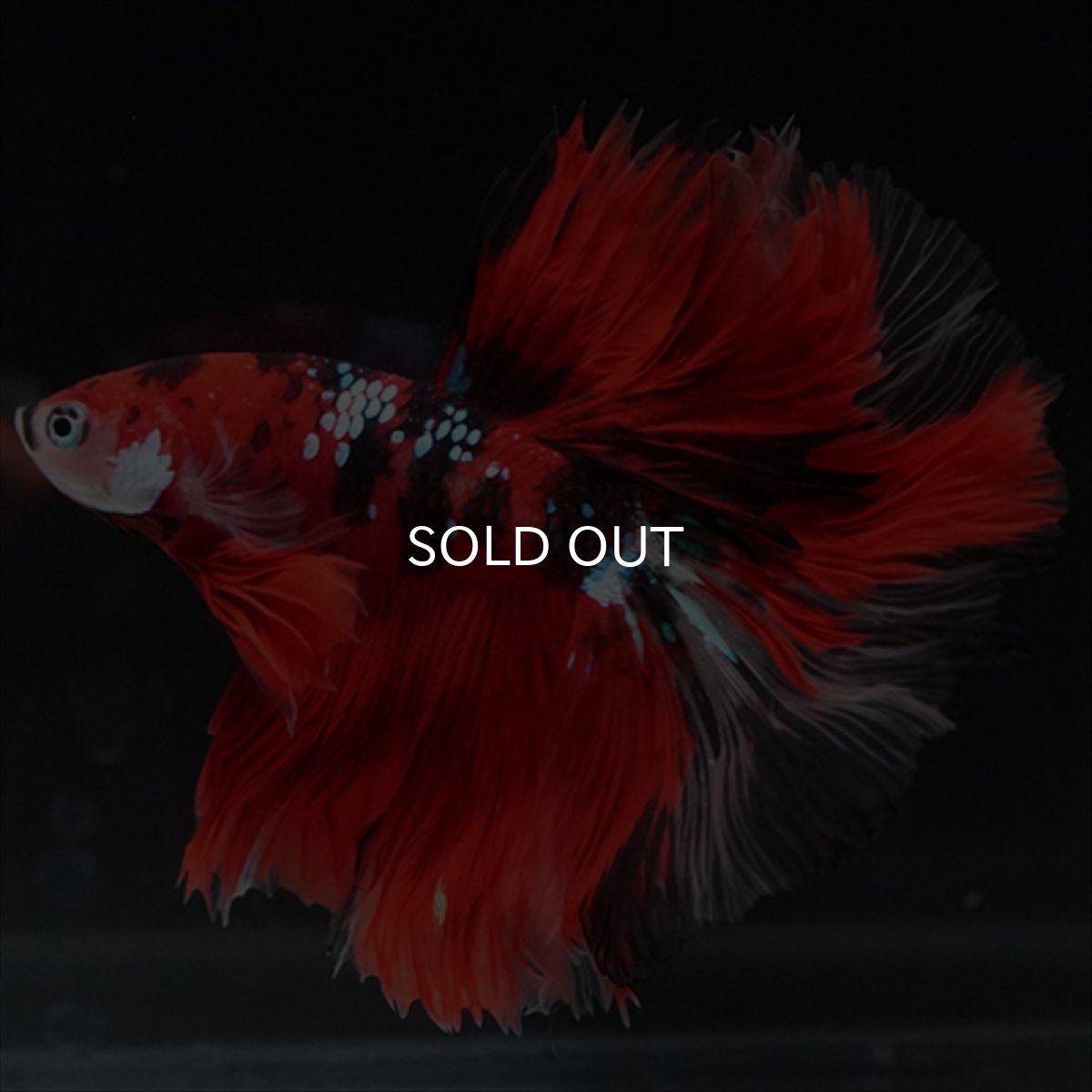 画像2: HM　鯉　ローズテール (2)