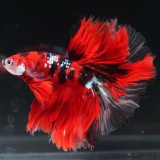 画像2: HM　鯉　ローズテール (2)