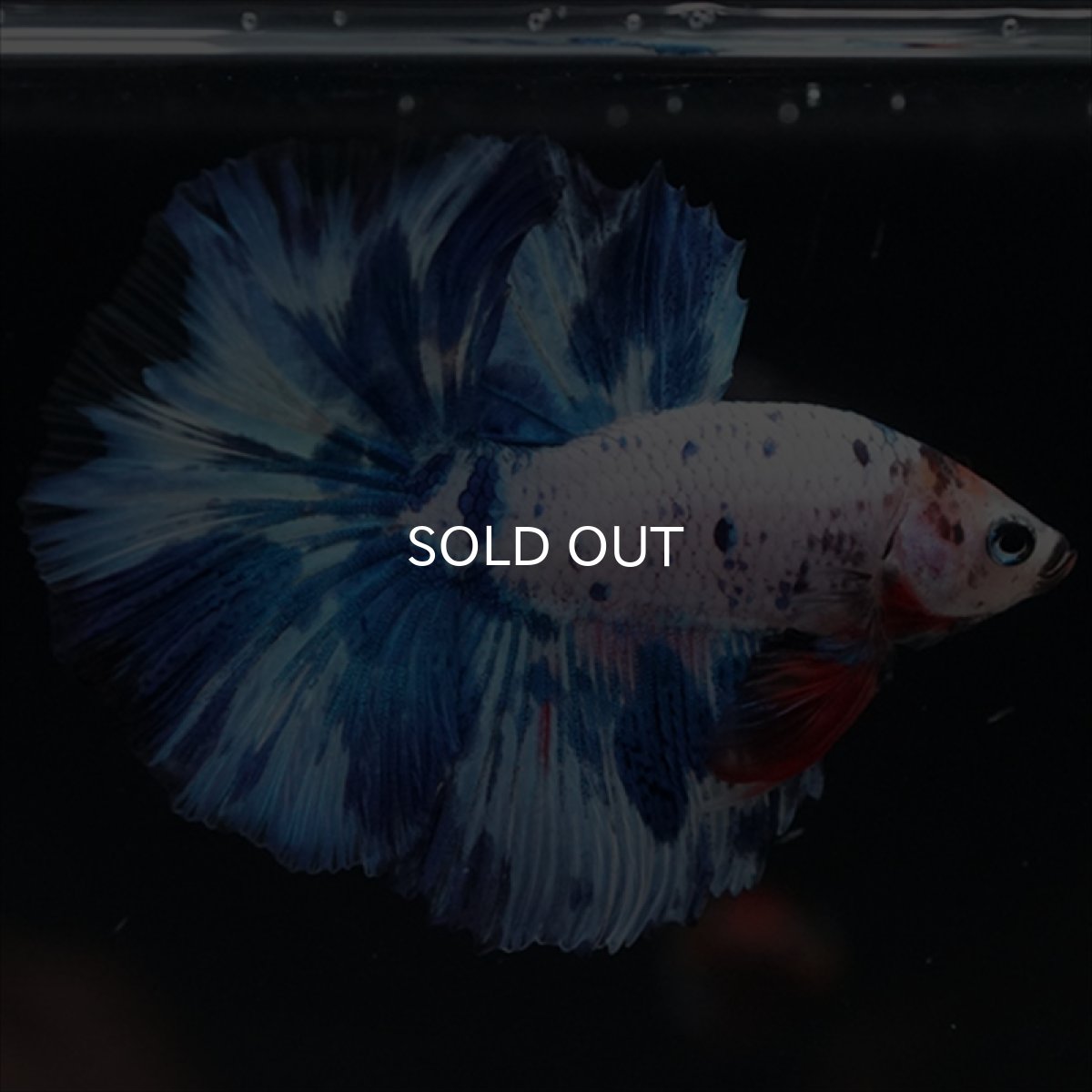 画像6: HM　ホワイトブルードット (6)