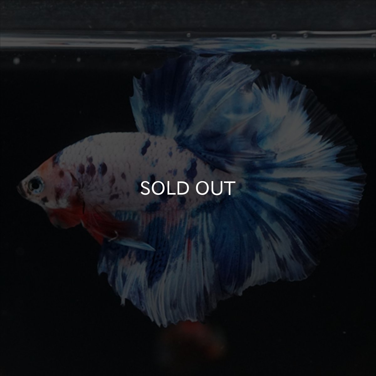 画像2: HM　ホワイトブルードット (2)