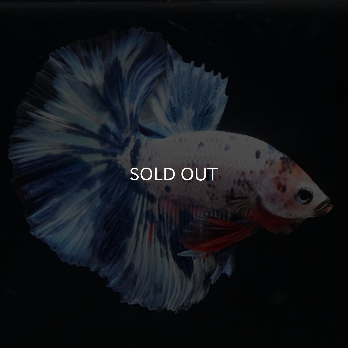 画像4: HM　ホワイトブルードット (4)