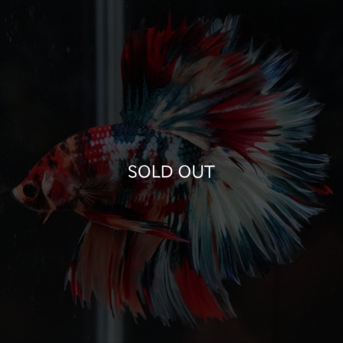 画像20: HM　キャンディギャラクシー　ローズテール (20)