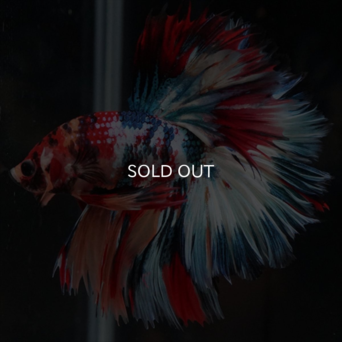 画像19: HM　キャンディギャラクシー　ローズテール (19)