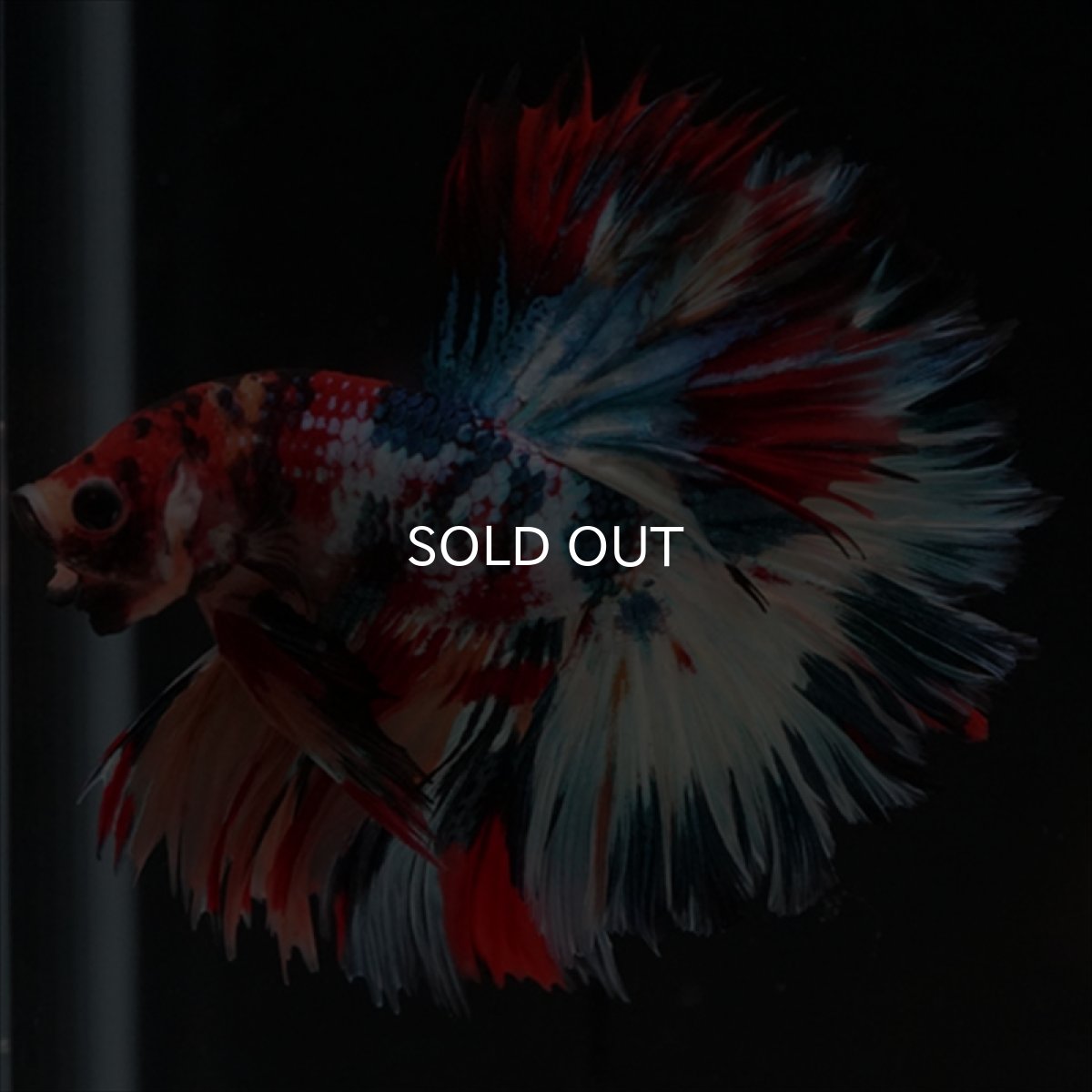 画像18: HM　キャンディギャラクシー　ローズテール (18)