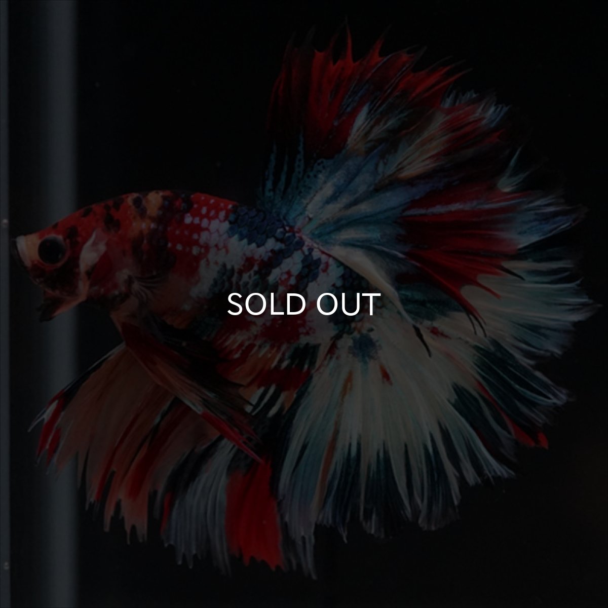 画像17: HM　キャンディギャラクシー　ローズテール (17)