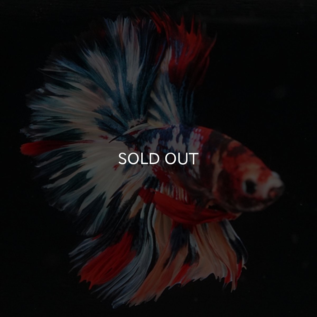 画像16: HM　キャンディギャラクシー　ローズテール (16)