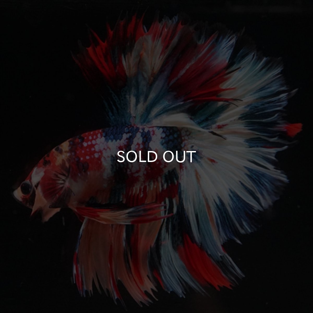 画像15: HM　キャンディギャラクシー　ローズテール (15)