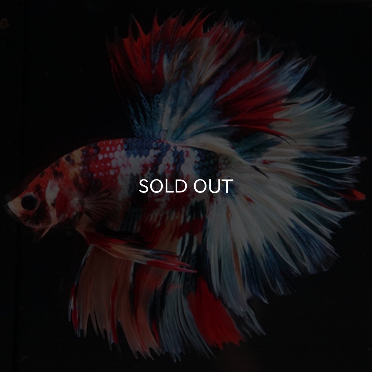 画像2: HM　キャンディギャラクシー　ローズテール (2)