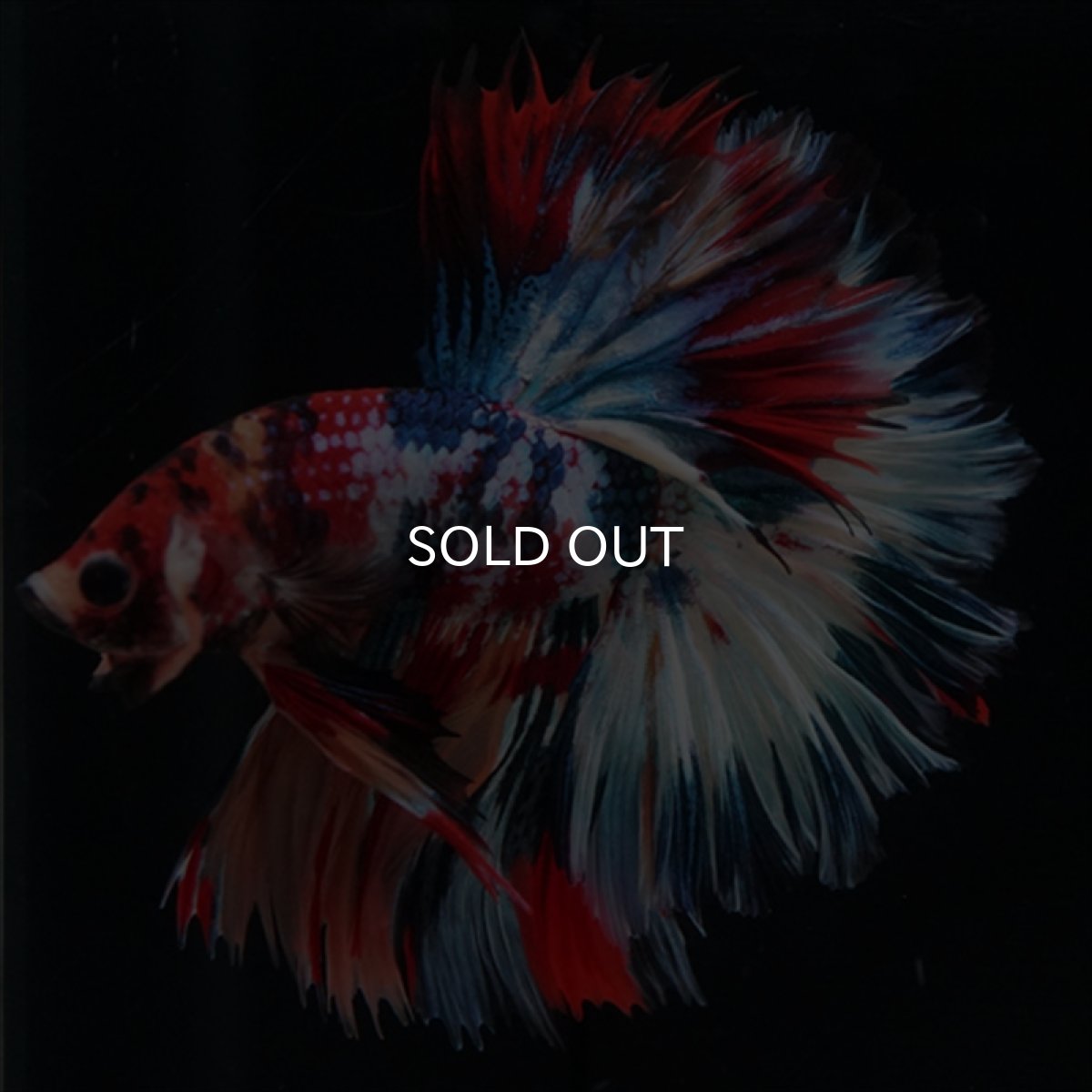 画像14: HM　キャンディギャラクシー　ローズテール (14)