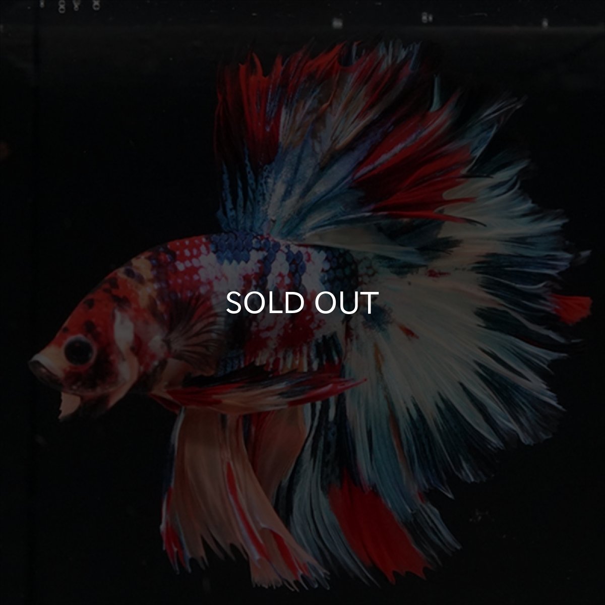 画像13: HM　キャンディギャラクシー　ローズテール (13)