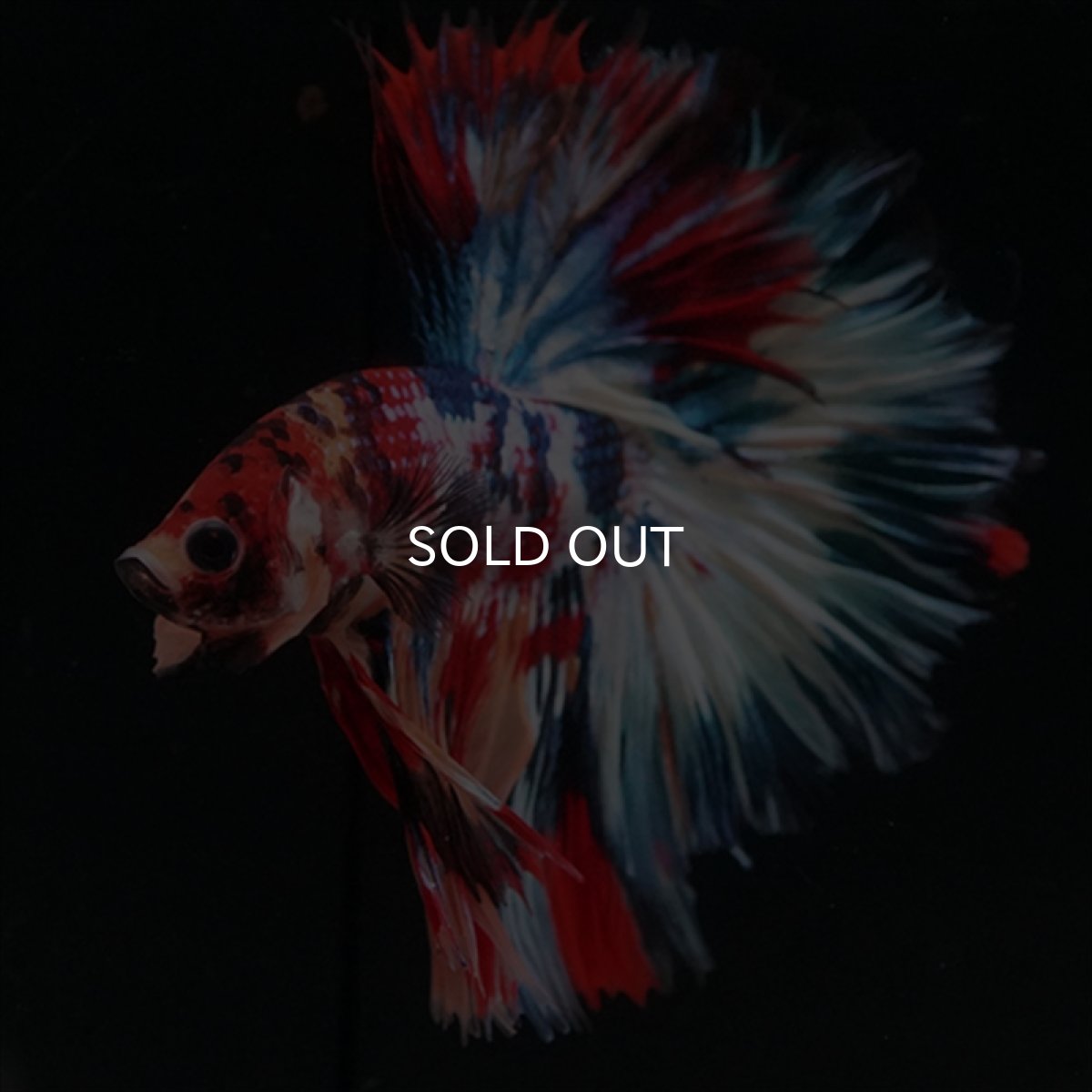 画像12: HM　キャンディギャラクシー　ローズテール (12)