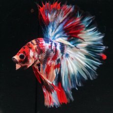 画像12: HM　キャンディギャラクシー　ローズテール (12)