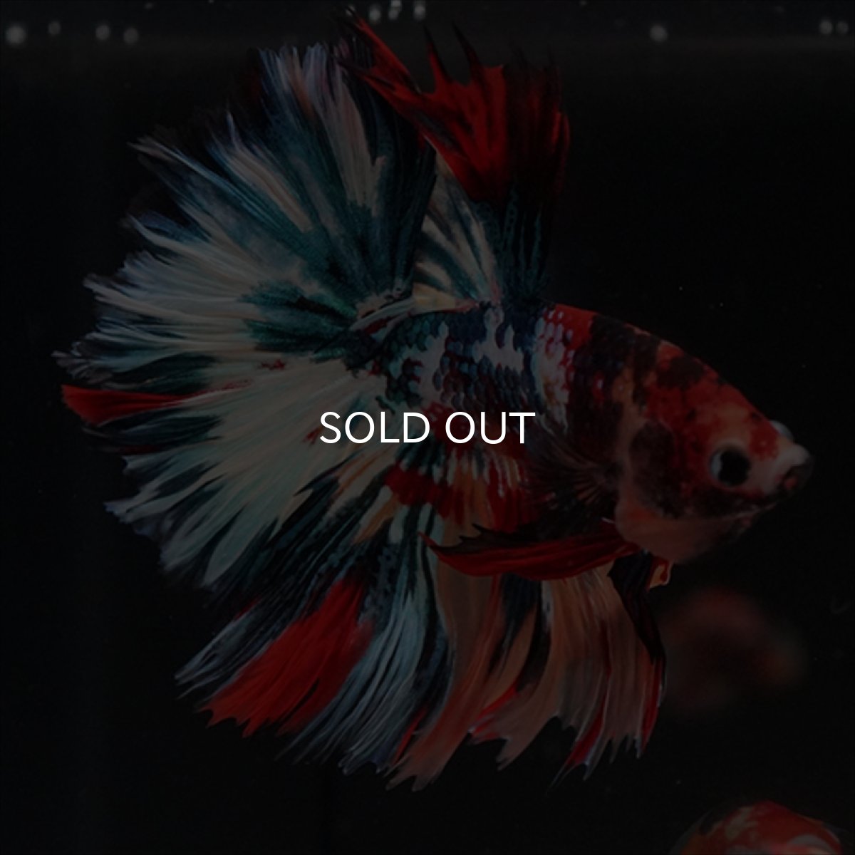 画像3: HM　キャンディギャラクシー　ローズテール (3)