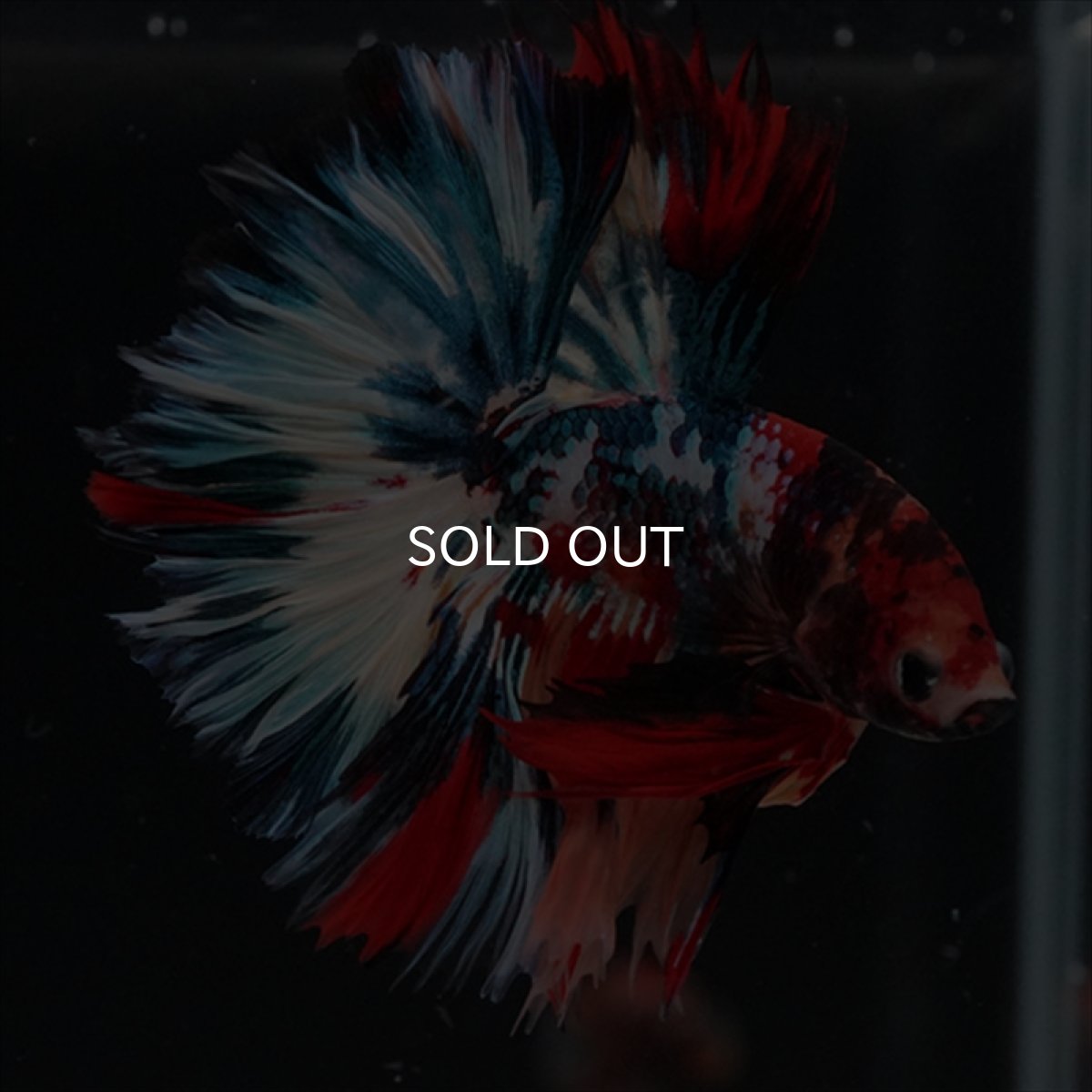 画像11: HM　キャンディギャラクシー　ローズテール (11)