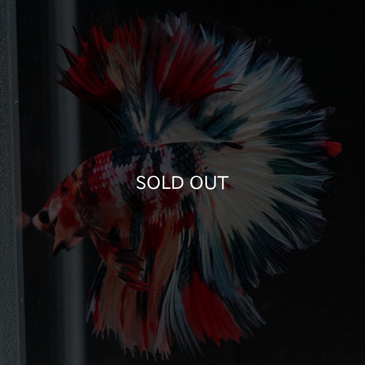 画像10: HM　キャンディギャラクシー　ローズテール (10)