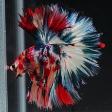 画像10: HM　キャンディギャラクシー　ローズテール (10)