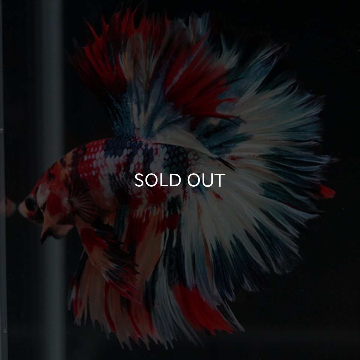 画像9: HM　キャンディギャラクシー　ローズテール (9)