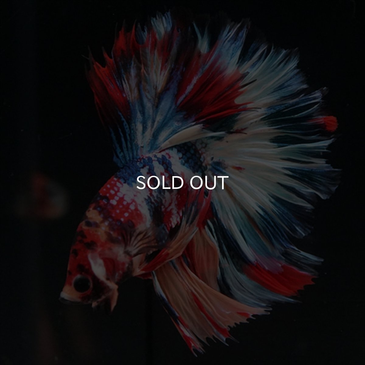 画像8: HM　キャンディギャラクシー　ローズテール (8)