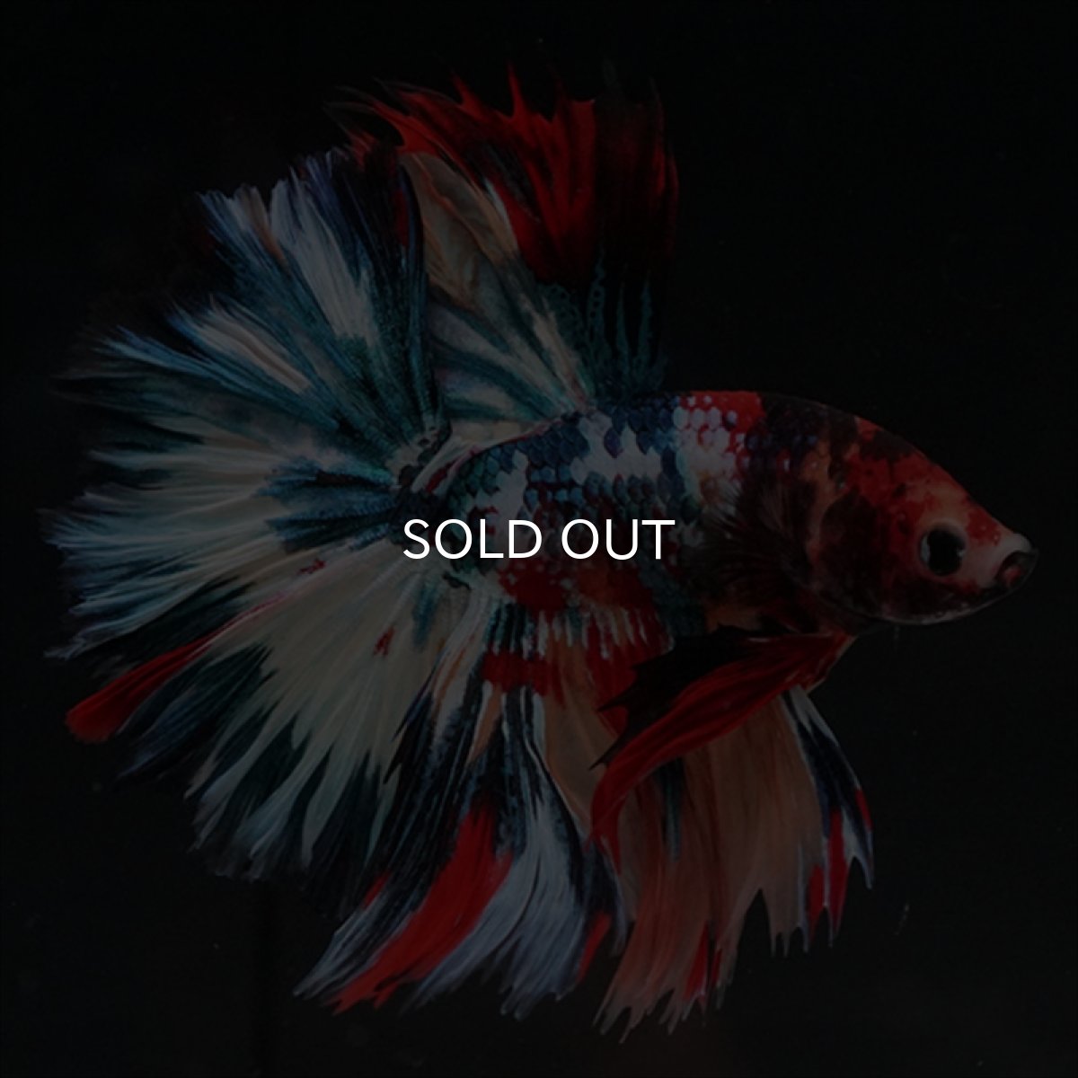 画像7: HM　キャンディギャラクシー　ローズテール (7)