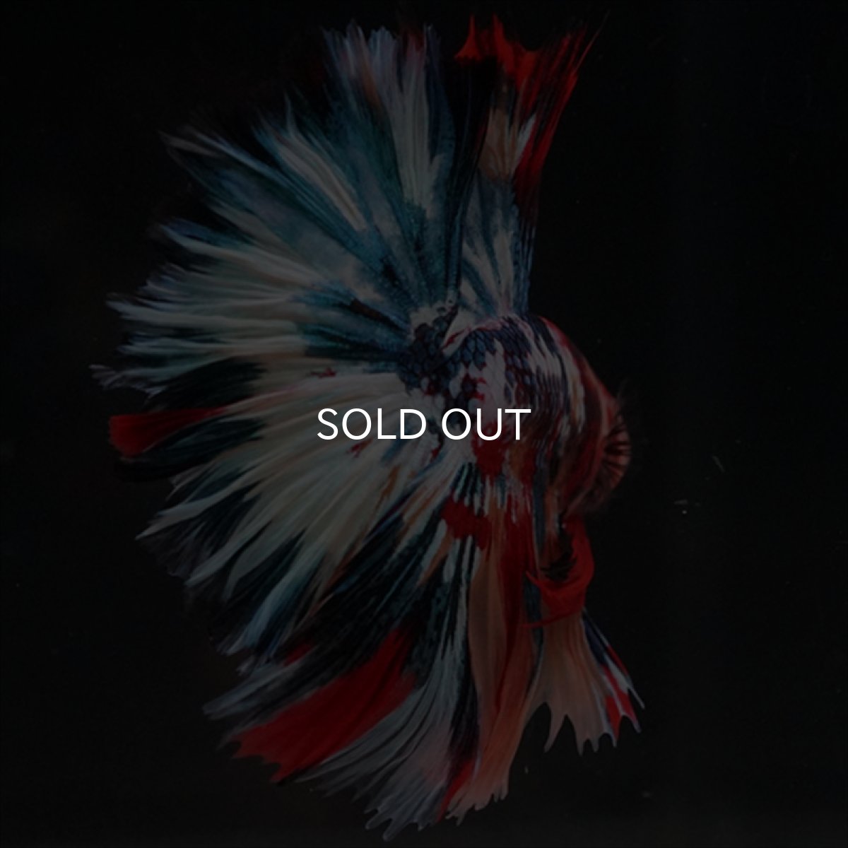 画像6: HM　キャンディギャラクシー　ローズテール (6)