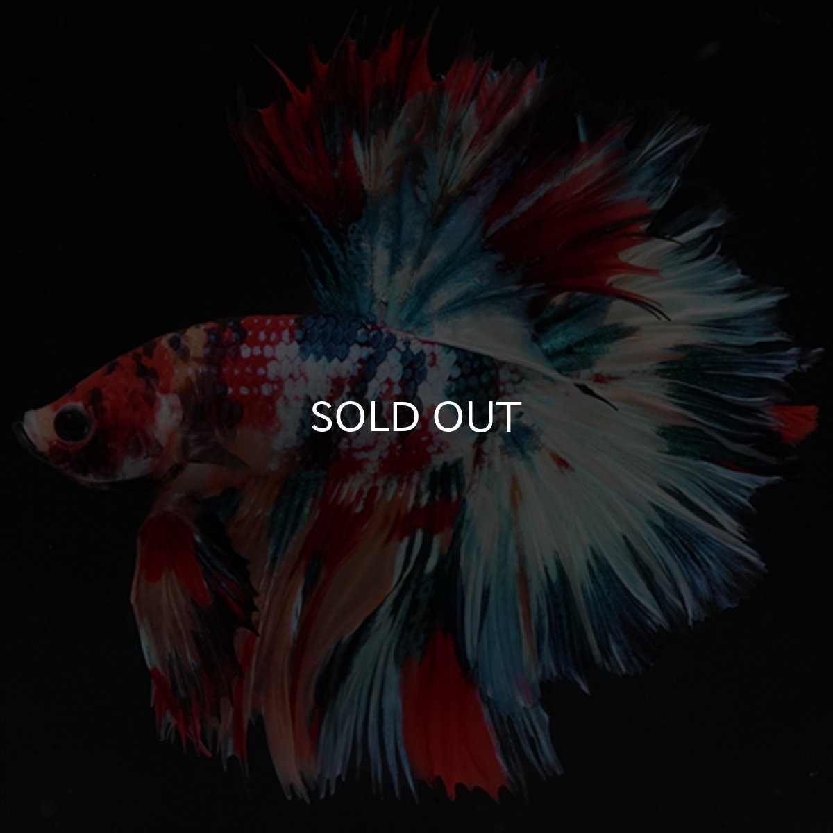 画像1: HM　キャンディギャラクシー　ローズテール (1)