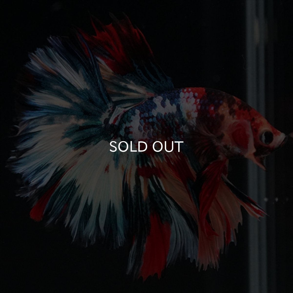 画像5: HM　キャンディギャラクシー　ローズテール (5)