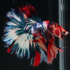 画像5: HM　キャンディギャラクシー　ローズテール (5)